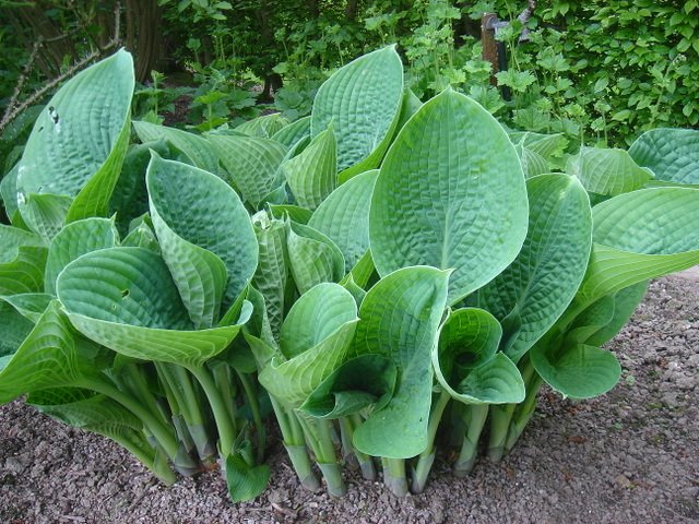 Hosta sieboldiana 'Hybrids'